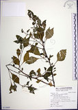 中文名:光果龍葵(S116664)學名:Solanum americanum Miller(S116664)