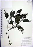 中文名:光果龍葵(S119425)學名:Solanum americanum Miller(S119425)