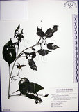 中文名:光果龍葵(S125116)學名:Solanum americanum Miller(S125116)