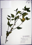 中文名:光果龍葵(S125149)學名:Solanum americanum Miller(S125149)