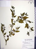 中文名:光果龍葵(S126196)學名:Solanum americanum Miller(S126196)