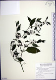 中文名:光果龍葵(S129992)學名:Solanum americanum Miller(S129992)