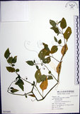 中文名:光果龍葵(S131693)學名:Solanum americanum Miller(S131693)
