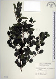 中文名:水雞油(S004318)學名:Pouzolzia elegans Wedd. var. formosana Li(S004318)