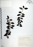 中文名:水雞油(S066813)學名:Pouzolzia elegans Wedd. var. formosana Li(S066813)