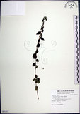 中文名:水雞油(S091412)學名:Pouzolzia elegans Wedd.(S091412)英文名:Elegant Pouzolzia