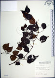 中文名:漢氏山葡萄(S005505)學名:Ampelopsis brevipedunculata (Maxim.)Trautv. var. hancei (Planch.) Rehder(S005505)