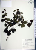 中文名:漢氏山葡萄(S010190)學名:Ampelopsis brevipedunculata (Maxim.)Trautv. var. hancei (Planch.) Rehder(S010190)