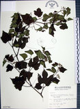 中文名:漢氏山葡萄(S015784)學名:Ampelopsis brevipedunculata (Maxim.)Trautv. var. hancei (Planch.) Rehder(S015784)