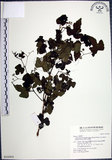 中文名:漢氏山葡萄(S016905)學名:Ampelopsis brevipedunculata (Maxim.)Trautv. var. hancei (Planch.) Rehder(S016905)