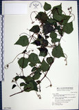 中文名:漢氏山葡萄(S017382)學名:Ampelopsis brevipedunculata (Maxim.)Trautv. var. hancei (Planch.) Rehder(S017382)