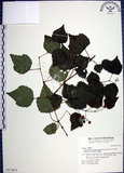 中文名:漢氏山葡萄(S017413)學名:Ampelopsis brevipedunculata (Maxim.)Trautv. var. hancei (Planch.) Rehder(S017413)