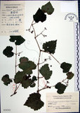 中文名:漢氏山葡萄(S024242)學名:Ampelopsis brevipedunculata (Maxim.)Trautv. var. hancei (Planch.) Rehder(S024242)