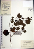 中文名:漢氏山葡萄(S025116)學名:Ampelopsis brevipedunculata (Maxim.)Trautv. var. hancei (Planch.) Rehder(S025116)