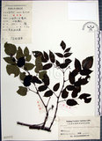 中文名:漢氏山葡萄(S025372)學名:Ampelopsis brevipedunculata (Maxim.)Trautv. var. hancei (Planch.) Rehder(S025372)