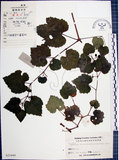 中文名:漢氏山葡萄(S025449)學名:Ampelopsis brevipedunculata (Maxim.)Trautv. var. hancei (Planch.) Rehder(S025449)