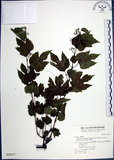 中文名:漢氏山葡萄(S028557)學名:Ampelopsis brevipedunculata (Maxim.)Trautv. var. hancei (Planch.) Rehder(S028557)