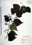 中文名:漢氏山葡萄(S031536)學名:Ampelopsis brevipedunculata (Maxim.)Trautv. var. hancei (Planch.) Rehder(S031536)
