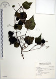 中文名:漢氏山葡萄(S046804)學名:Ampelopsis brevipedunculata (Maxim.)Trautv. var. hancei (Planch.) Rehder(S046804)