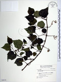 中文名:漢氏山葡萄(S048335)學名:Ampelopsis brevipedunculata (Maxim.)Trautv. var. hancei (Planch.) Rehder(S048335)