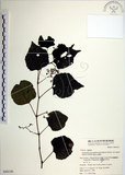 中文名:漢氏山葡萄(S050130)學名:Ampelopsis brevipedunculata (Maxim.)Trautv. var. hancei (Planch.) Rehder(S050130)
