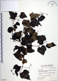 中文名:漢氏山葡萄(S050730)學名:Ampelopsis brevipedunculata (Maxim.)Trautv. var. hancei (Planch.) Rehder(S050730)