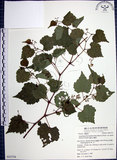 中文名:漢氏山葡萄(S053754)學名:Ampelopsis brevipedunculata (Maxim.)Trautv. var. hancei (Planch.) Rehder(S053754)