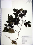 中文名:漢氏山葡萄(S054928)學名:Ampelopsis brevipedunculata (Maxim.)Trautv. var. hancei (Planch.) Rehder(S054928)