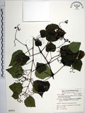 中文名:漢氏山葡萄(S062910)學名:Ampelopsis brevipedunculata (Maxim.)Trautv. var. hancei (Planch.) Rehder(S062910)