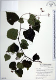 中文名:漢氏山葡萄(S065190)學名:Ampelopsis brevipedunculata (Maxim.)Trautv. var. hancei (Planch.) Rehder(S065190)