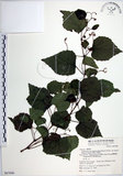 中文名:漢氏山葡萄(S067666)學名:Ampelopsis brevipedunculata (Maxim.)Trautv. var. hancei (Planch.) Rehder(S067666)