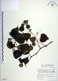中文名:漢氏山葡萄(S068882)學名:Ampelopsis brevipedunculata (Maxim.)Trautv. var. hancei (Planch.) Rehder(S068882)