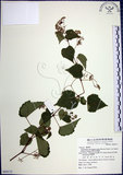 中文名:漢氏山葡萄(S069173)學名:Ampelopsis brevipedunculata (Maxim.)Trautv. var. hancei (Planch.) Rehder(S069173)