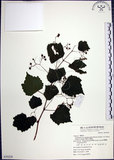 中文名:漢氏山葡萄(S070229)學名:Ampelopsis brevipedunculata (Maxim.)Trautv. var. hancei (Planch.) Rehder(S070229)