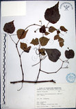 中文名:漢氏山葡萄(S071213)學名:Ampelopsis brevipedunculata (Maxim.)Trautv. var. hancei (Planch.) Rehder(S071213)