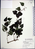 中文名:漢氏山葡萄(S079973)學名:Ampelopsis brevipedunculata (Maxim.)Trautv. var. hancei (Planch.) Rehder(S079973)