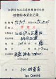 中文名:漢氏山葡萄(S087713)學名:Ampelopsis brevipedunculata (Maxim.)Trautv. var. hancei (Planch.) Rehder(S087713)