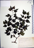 中文名:漢氏山葡萄(S089261)學名:Ampelopsis brevipedunculata (Maxim.)Trautv. var. hancei (Planch.) Rehder(S089261)