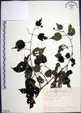 中文名:漢氏山葡萄(S090149)學名:Ampelopsis brevipedunculata (Maxim.)Trautv. var. hancei (Planch.) Rehder(S090149)