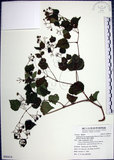 中文名:漢氏山葡萄(S090414)學名:Ampelopsis brevipedunculata (Maxim.)Trautv. var. hancei (Planch.) Rehder(S090414)