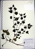 中文名:漢氏山葡萄(S090551)學名:Ampelopsis brevipedunculata (Maxim.)Trautv. var. hancei (Planch.) Rehder(S090551)