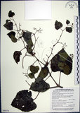 中文名:漢氏山葡萄(S090576)學名:Ampelopsis brevipedunculata (Maxim.)Trautv. var. hancei (Planch.) Rehder(S090576)