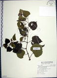 中文名:漢氏山葡萄(S092022)學名:Ampelopsis brevipedunculata (Maxim.)Trautv. var. hancei (Planch.) Rehder(S092022)