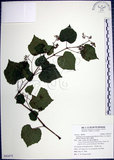 中文名:漢氏山葡萄(S092675)學名:Ampelopsis brevipedunculata (Maxim.)Trautv. var. hancei (Planch.) Rehder(S092675)