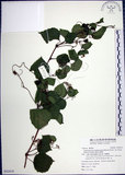 中文名:漢氏山葡萄(S092818)學名:Ampelopsis brevipedunculata (Maxim.)Trautv. var. hancei (Planch.) Rehder(S092818)