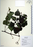 中文名:漢氏山葡萄(S113517)學名:Ampelopsis brevipedunculata (Maxim.)Trautv. var. hancei (Planch.) Rehder(S113517)