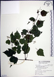 中文名:漢氏山葡萄(S119121)學名:Ampelopsis brevipedunculata (Maxim.)Trautv. var. hancei (Planch.) Rehder(S119121)