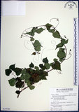 中文名:漢氏山葡萄(S119720)學名:Ampelopsis brevipedunculata (Maxim.)Trautv. var. hancei (Planch.) Rehder(S119720)
