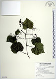 中文名:漢氏山葡萄(S121226)學名:Ampelopsis brevipedunculata (Maxim.)Trautv. var. hancei (Planch.) Rehder(S121226)