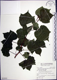 中文名:漢氏山葡萄(S125553)學名:Ampelopsis brevipedunculata (Maxim.)Trautv. var. hancei (Planch.) Rehder(S125553)